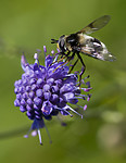 BB 13 0585 / Succisa pratensis / Blåknapp